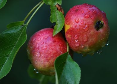 Red ripe apples on branch