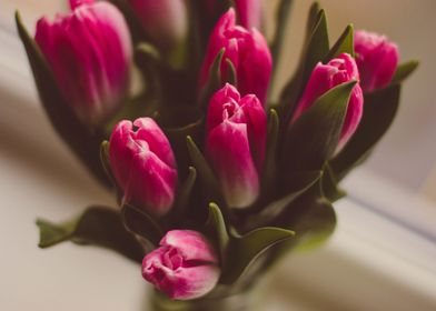 pink tulip flower