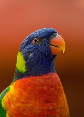 parrot beauty