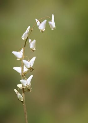 Dutchmans Breeches closeup