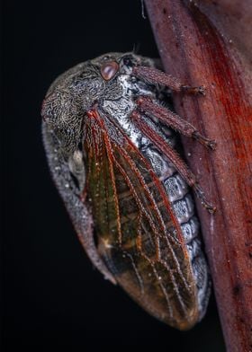 cicada in vietnam