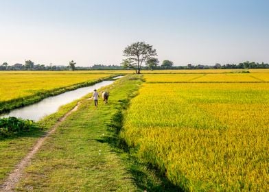 Countryside Landscape