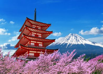 Cherry blossoms in spring