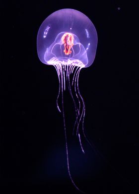 jellyfish light