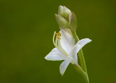 Hosta flower on green