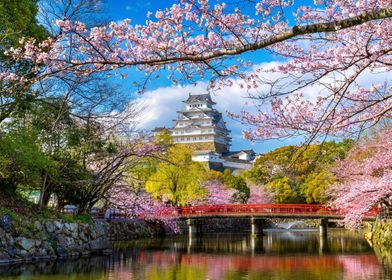 Cherry blossoms and castle