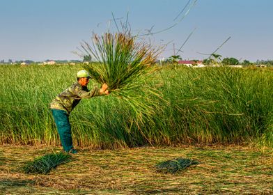 Garthering sedge plants