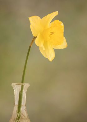 Yellow daffodil in vase