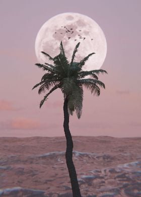 aesthetic coconut tree