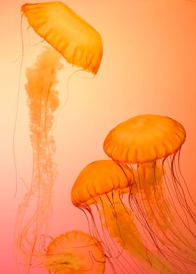 jellyfish orange