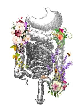 Digestive System Anatomy