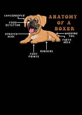 Anatomy Of A Boxer