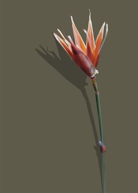 Low Poly Orange Tulip