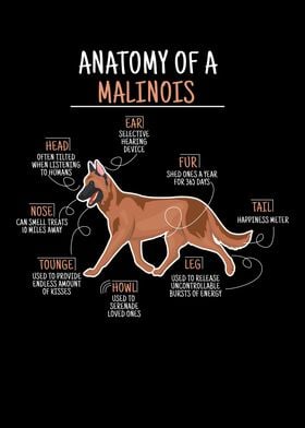 Anatomy Of A Malinois