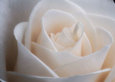 white rose