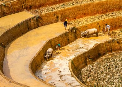 Plowing the terraces 