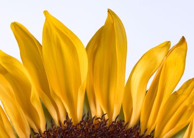 sunflower petals