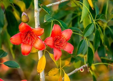 Bombaxceiba flowers