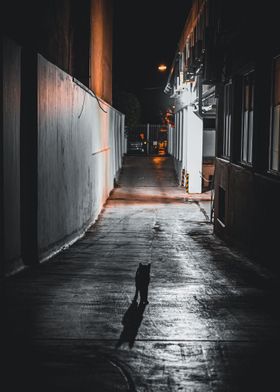 Mysterious Cat at Night