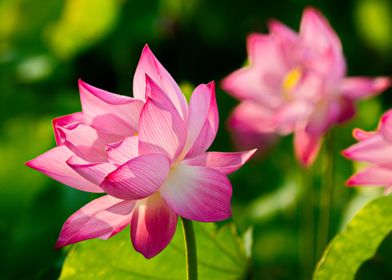 Lotus in vivid sunlight