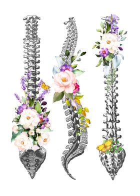 Vertebral Column Anatomy