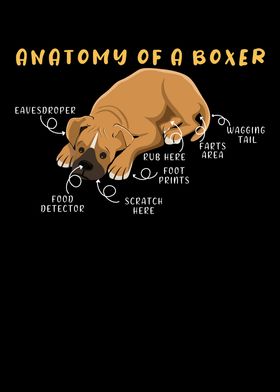 Anatomy Of A Boxer