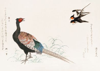 swallow and a pheasant