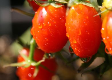 tomatoes garden