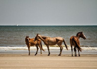 Cumberland Island Horses