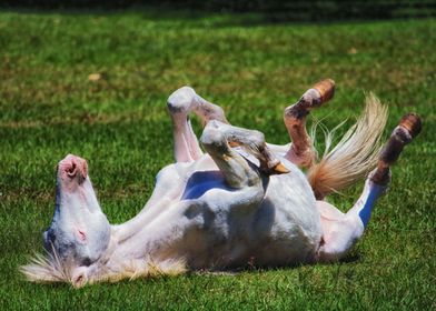 Cumberland Island Horses