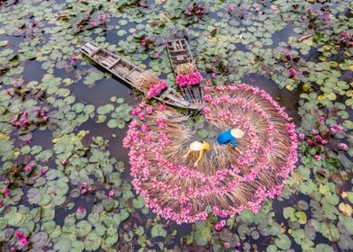 Playing Water lily flowers