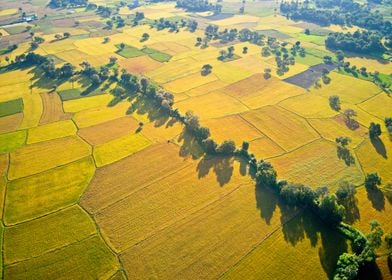 Beautiful rice fields