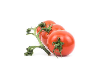 tomato plant