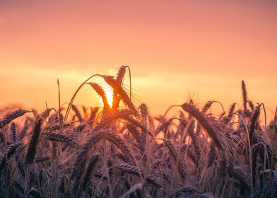 barley sun