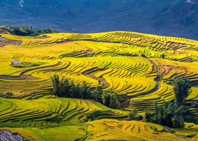 Ripen rice terraces in YTy