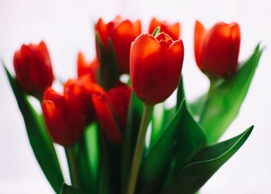 red orange tulips