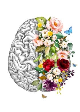 Cerebrum Anatomy