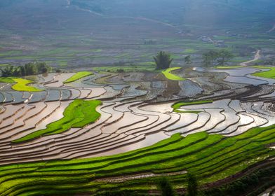 Landscape of rice terraces