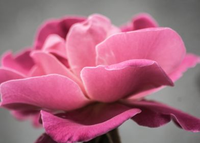 pink rose petal