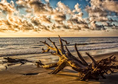 Driftwood Beach Jekyl