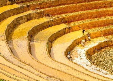 Plowing rice terraces