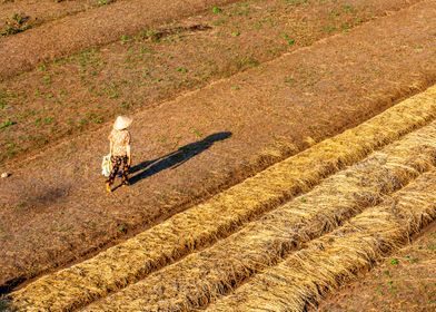 Woman and the fields