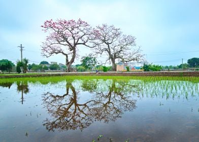 Nice countryside scenery