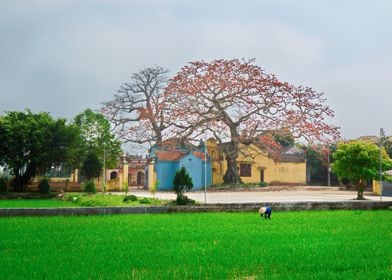 Planting rice near temple