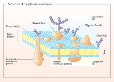 Plant eukaryotic cell