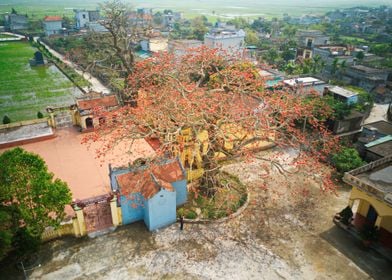 Bombax ceiba and temple