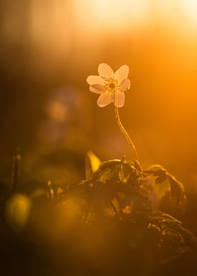 Little Flower during sunse