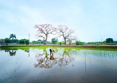 Planting rice on the field