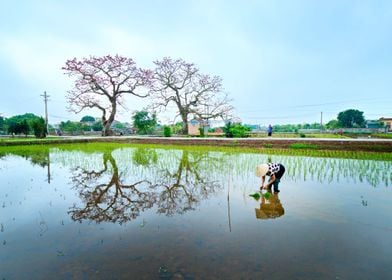 Romantic country scenery 