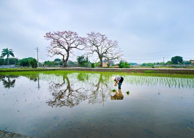 Planting rice on a new day